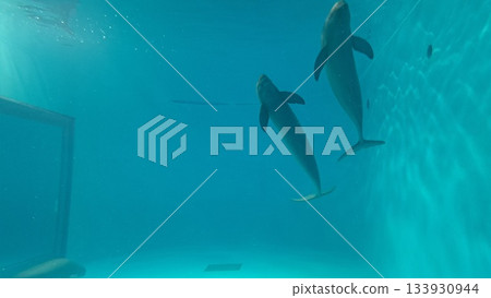 Finless Porpoise Finless Porpoise 133930944