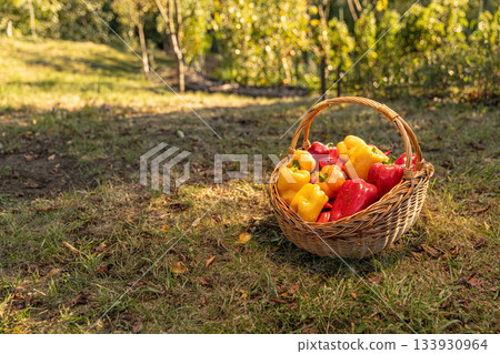 Organic yellow and red peppers Organic yellow and red peppers 133930964
