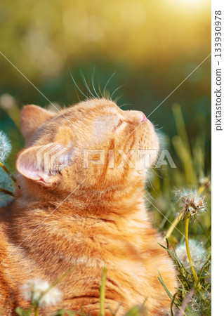 Portrait of a little kitten lying on the dandelion lawn. Cat enjoying spring. Vertical banner 133930978