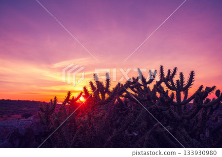 Silhouette of succulent plants against a gradient sunset sky 133930980