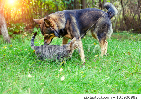 Cat and dog walking together on the grass in the summer garden 133930982