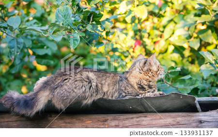 Cute cat lies on the roof of a barn in the autumn garden Cute cat lies on the roof of a barn in the autumn garden 133931137