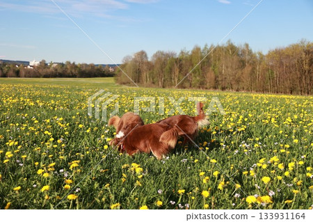 Two dogs are playing in a field of yellow flowers 133931164