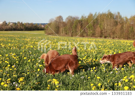 Three dogs are playing in a field of yellow flowers 133931183