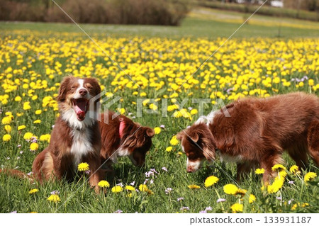 Three dogs are playing in a field of yellow flowers Three dogs are playing in a field of yellow flowers 133931187