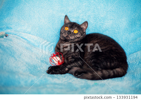 Cute chocolate cat with orange eyes resting on a blue blanket Cute chocolate cat with orange eyes resting on a blue blanket 133931194