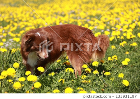 A dog is sniffing the grass in a field of yellow flowers A dog is sniffing the grass in a field of yellow flowers 133931197