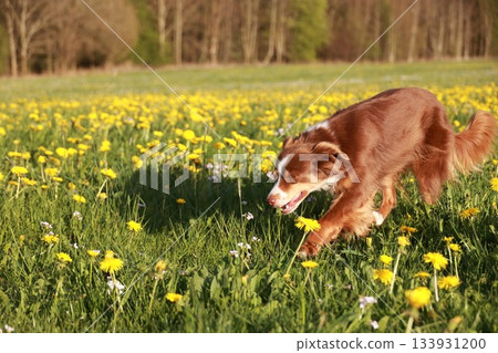 A brown dog is running through a field of yellow flowers A brown dog is running through a field of yellow flowers 133931200