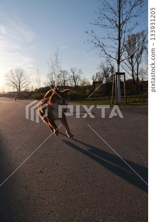 A dog is running on a road with a tree in the background A dog is running on a road with a tree in the background 133931205