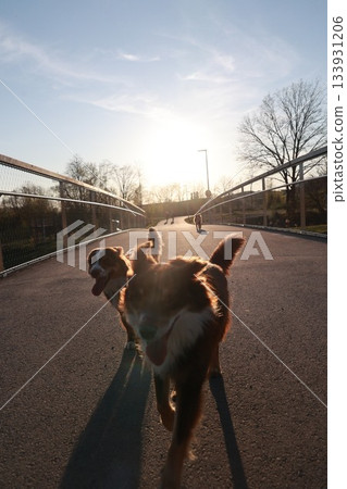 Two dogs are running on a bridge, one of them is brown and the other is white Two dogs are running on a bridge, one of them is brown and the other is white 133931206