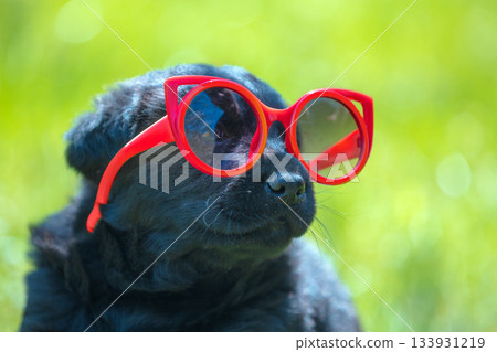 Funny Labrador puppy looks through big red sunglasses 133931219