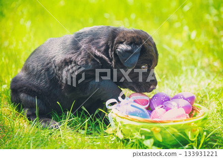 A small Labrador Retriever puppy sits on the grass in the garden near a basket of artificial Easter eggs 133931221