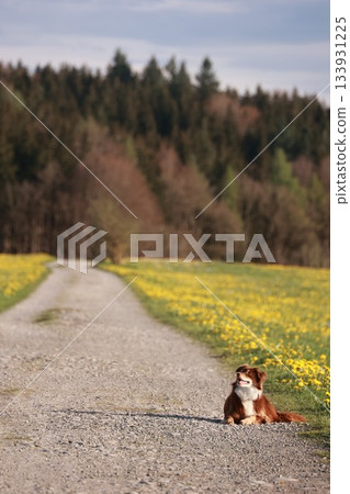 A dog is sitting on the side of a road in a field 133931225