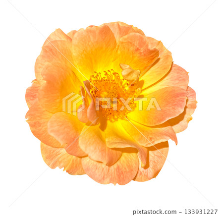 Close-up Morden Sunrise Rose flower with a beautiful coral and yellow blend shrub rose on white background with clipping path. Floral design element for cards, invitations, posters. 133931227