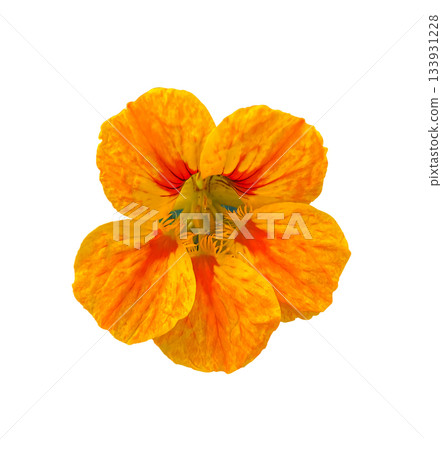 Beautiful Orange Nasturtium Flower Nose-twister isolated on a white background with clipping path. Floral design element for cards, invitations, posters. Beautiful Orange Nasturtium Flower Nose-twister isolated on a white background with clipping path. Floral design element for cards, invitations, posters. 133931228