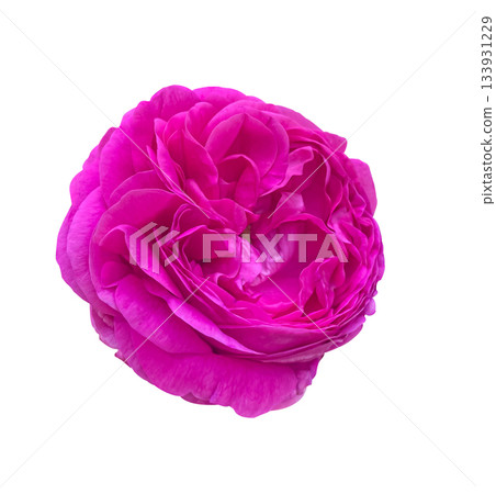 Close-up Pink Rose Romantic vintage with curly petals flower isolated on white background with clipping path. Floral design element for cards, invitations, posters. Close-up Pink Rose Romantic vintage with curly petals flower isolated on white background with clipping path. Floral design element for cards, invitations, posters. 133931229