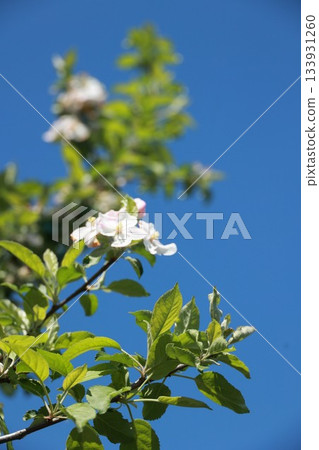 A tree with green leaves and white flowers 133931260