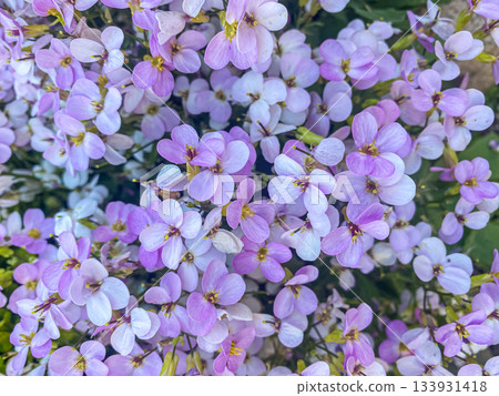 Close-up Flowers of Arabis Rosabella. Pink Arabis caucasica background. 133931418