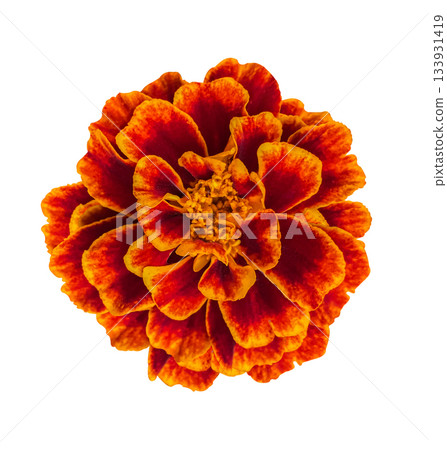 Close-up Red and Yellow Marigold or Tagetes patula flower isolated on white background with clipping path. Floral design element for cards, invitations, posters. Top view. Flat lay Close-up Red and Yellow Marigold or Tagetes patula flower isolated on white background with clipping path. Floral design element for cards, invitations, posters. Top view. Flat lay 133931419