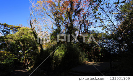 東京灣浦賀水道觀音崎的冬季 133931509