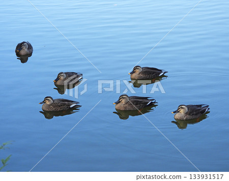 鴨 133931517