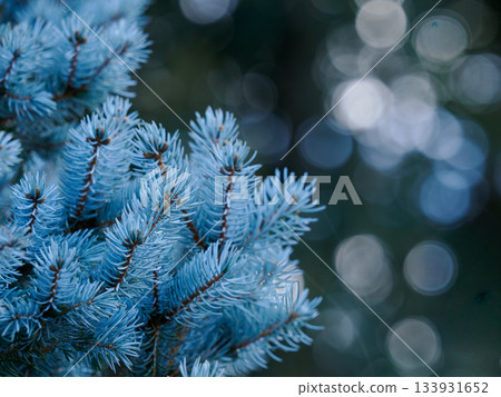 科羅拉多雲杉的葉子在初冬會變成銀藍色。 133931652