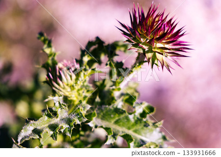 Close-Up Of Purple-Tipped Thistle Bud With Spiny Green Leaves In Focus For Nature Stock 133931666