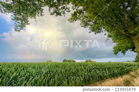 Quiet rural scene with tall corn and flowing clouds in sunlight Quiet rural scene with tall corn and flowing clouds in sunlight 133931678