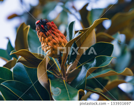 Close-Up Of Glossy Green Leaves With A Pink Conebud On A Shrub Close-Up Of Glossy Green Leaves With A Pink Conebud On A Shrub 133931697
