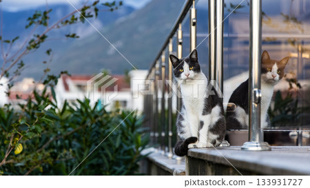 Black And White Cat Sitting On Balcony Railing With Reflection In Glass, City View Backdrop Black And White Cat Sitting On Balcony Railing With Reflection In Glass, City View Backdrop 133931727