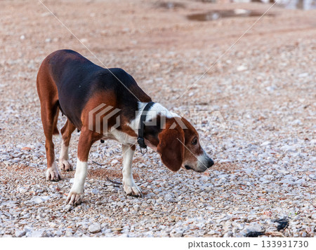 Curious Beagle Sniffs Ground In Outdoor Gravel Field Wearing A Collar At Dusk Curious Beagle Sniffs Ground In Outdoor Gravel Field Wearing A Collar At Dusk 133931730
