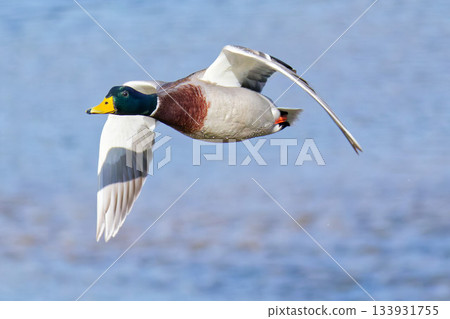 Mallard Duck Soaring Up 133931755