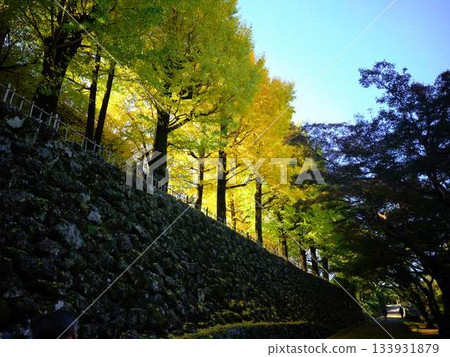 銀杏 133931879