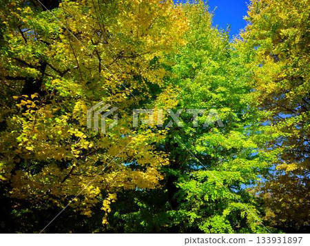 Ginkgo biloba 133931897