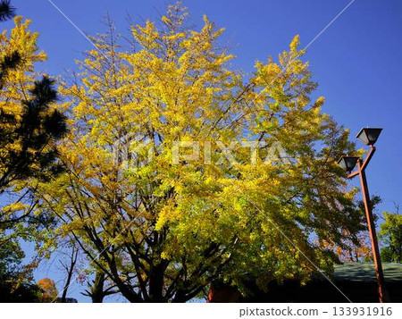 Ginkgo biloba Ginkgo biloba 133931916