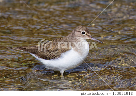 Sandpiper walking by the water 133931918