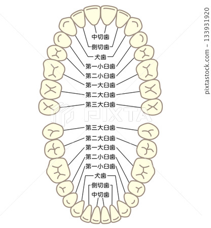 牙齒的名稱：牙列 133931920