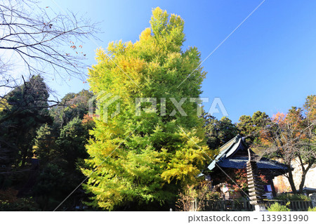 寺廟和秋葉 133931990