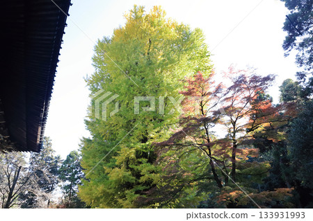 寺廟和秋葉 133931993