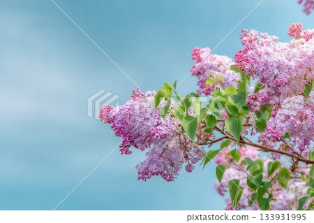 beautiful lilac flowers branch f the blue sky background , natural spring background. 133931995