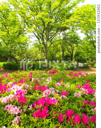 A view of fresh green Zelkova trees and azaleas in full bloom in a park in early summer A view of fresh green Zelkova trees and azaleas in full bloom in a park in early summer 133932001