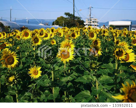 Sunflower field Sunflower field 133932011