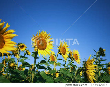 Sunflower field 133932013