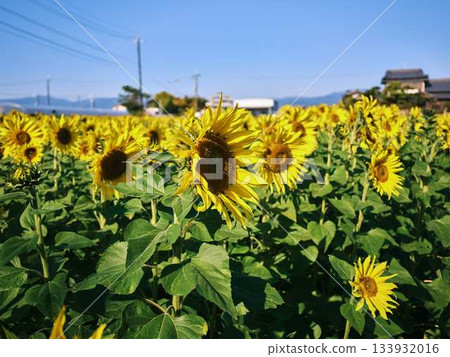 向日葵田 133932016