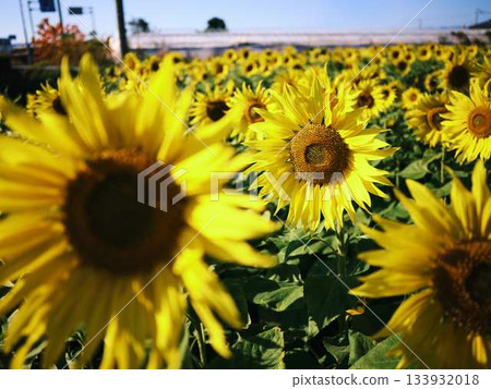Sunflower field 133932018