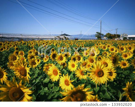 Sunflower field Sunflower field 133932020