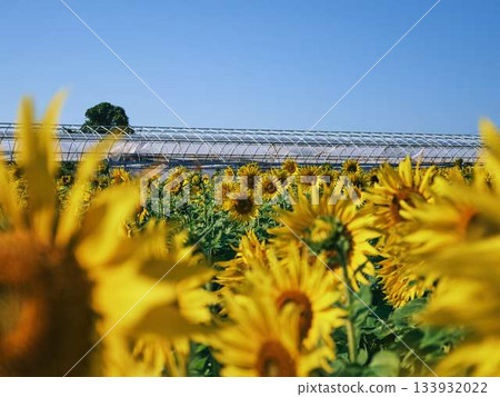 Sunflower field Sunflower field 133932022