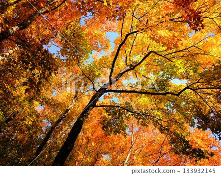 高知縣秋葉 133932145