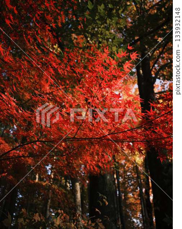 Kochi Prefecture Autumn leaves 133932148