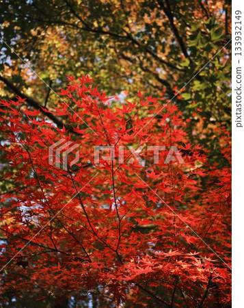 Kochi Prefecture Autumn leaves 133932149